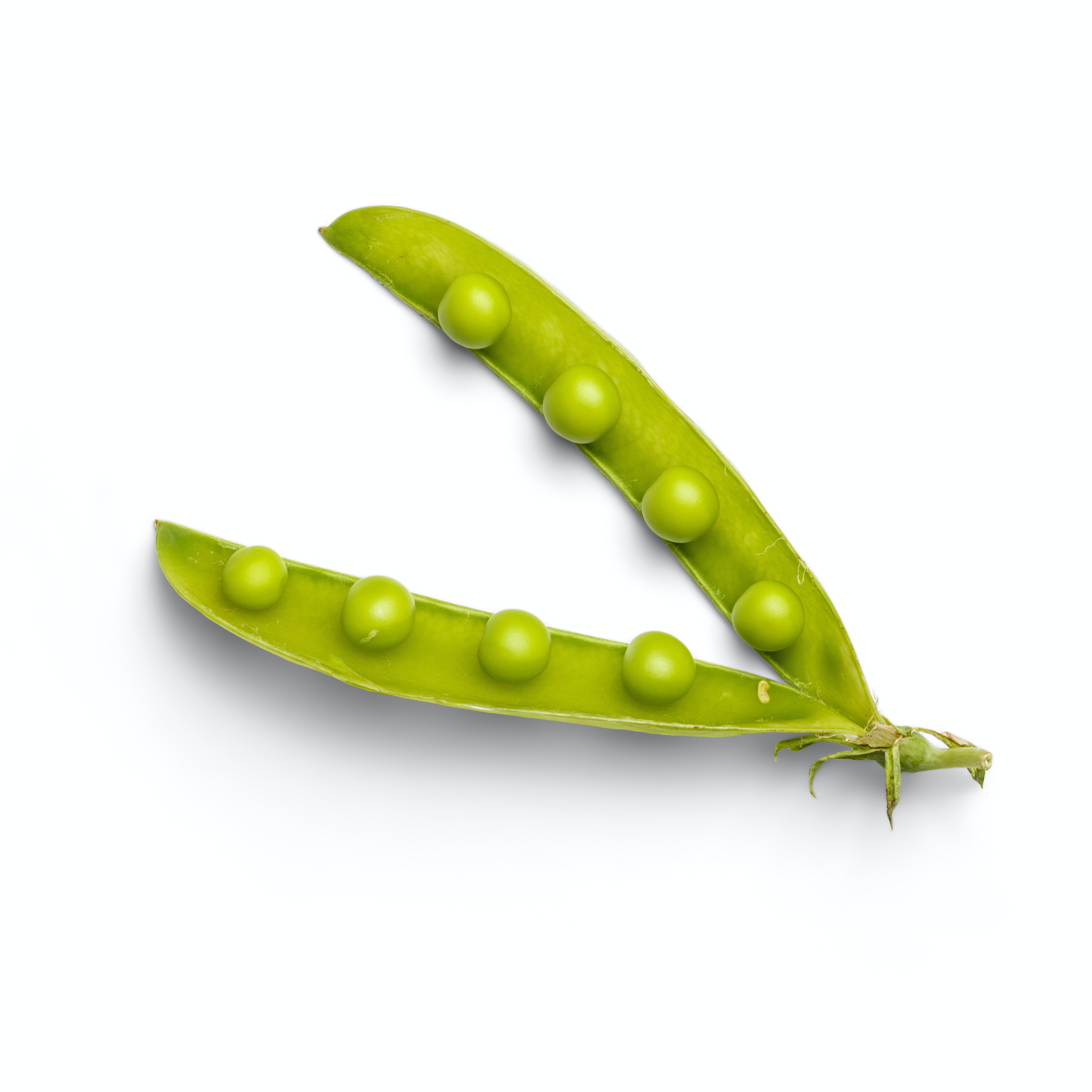 picture of a pea-pod